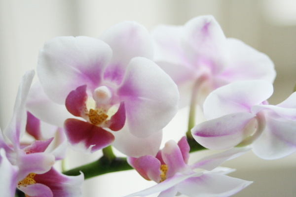 Orchid